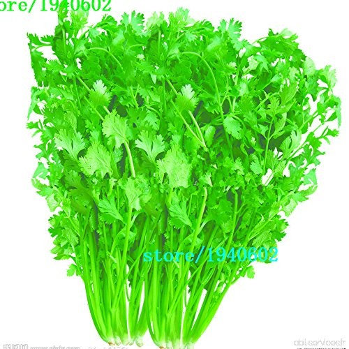 1 paquet 100 Healthy Coriandre Herb Seeds High Yield graines de coriandre Fruitful - B01LZVGPV0