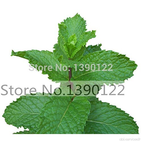 1 paquet 400 Healthy Coriandre Herb Seeds High Yield Fruitful - B01M15R1