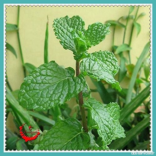 1 Sac 400 graines / Sac frais Pick-Vert Mint Herb Seeds Facile à cultiver - B01M1HGW4G