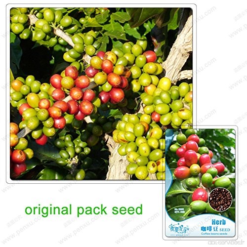 10 graines / Pack  Chine Yunnan azuki graines de café de haricots  alimentation grains de café vert thé alimentation crue - B077