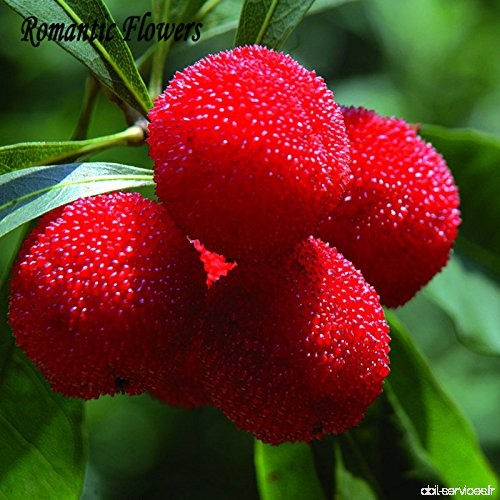 10 particules / Sac Arbutus unedo arbousier délicieux fruits chinois graines pour la santé et jardin Easy Grow - B0765BRMDV