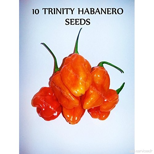 10 TRINITY HABANERO Chilli Seed Capsicum Chinense FULL Saveur et bonne chaleur - B07BFXV8GZ