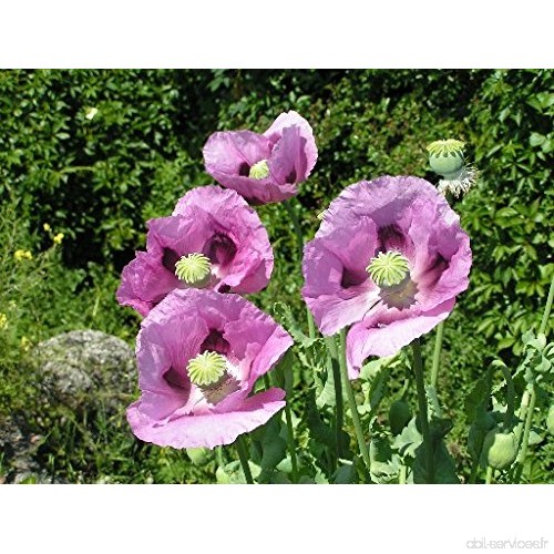 100 Graines semence fleur coquelicot pavot coloris rose violet pavot somnifere - B01LZVDJRR