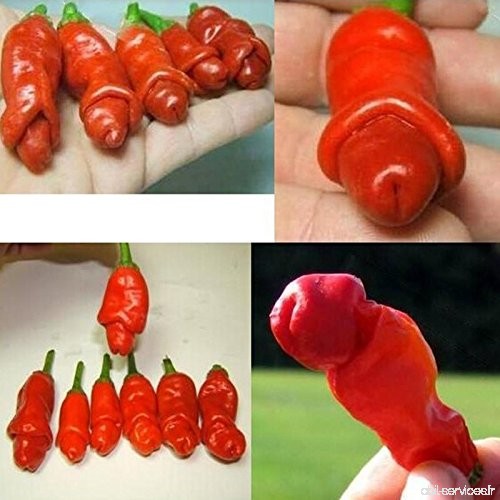 100 Pcs 9kinds de poivre Graines de légumes Graines Red Hot Chili Peppers Pénis Chili croissance rapide Plantes Diy jardin Bonsa