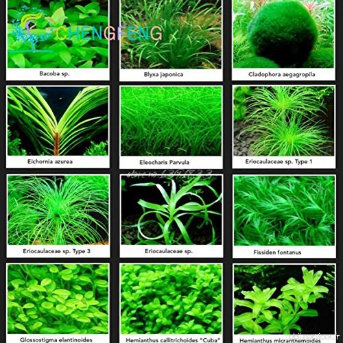 100 Pcs Aquarium Semences à gazon Mini plantes aquatiques Herbe Réservoir Graine d'intérieur Embellir poisson plantes BRICOLAGE 