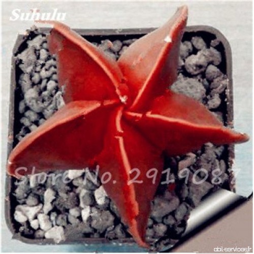 100 Pcs étoile à cinq branches charnus Graines protection contre les radiations Succulent graines importées Cactus Bonsai plante