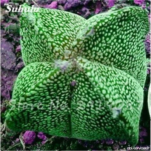 100 Pcs étoile à cinq branches charnus Graines protection contre les radiations Succulent graines importées Cactus Bonsai Plante