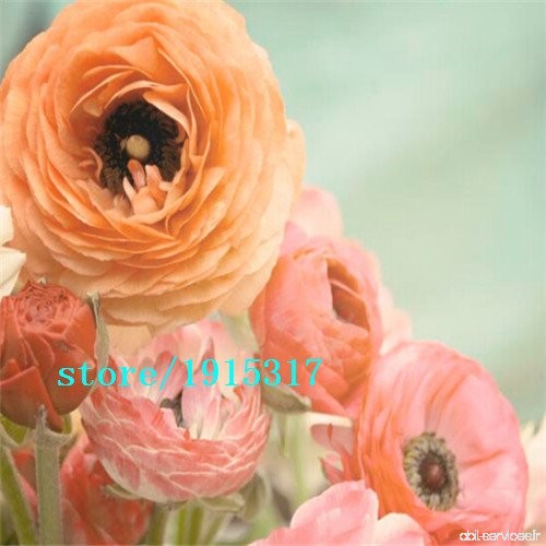 100 pcs fleurs Ranunculus  renoncule persian Pour Maison & Jardin Plantes Bricolage Persian Buttercup semences Livraison gratuit
