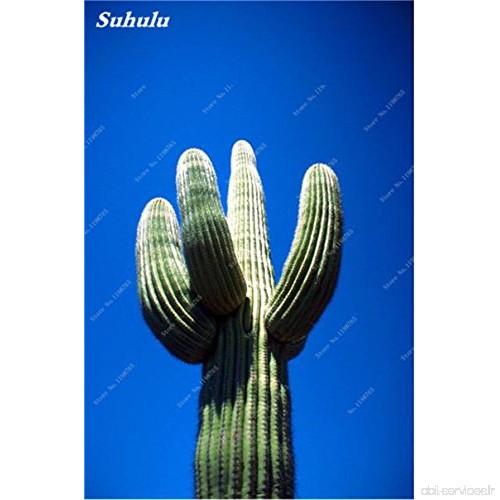 100 Pcs géant à long Cactus Graines Succulentes Universal Rootstock Mixte Cactus Graine de haute qualité pour le jardin des plan