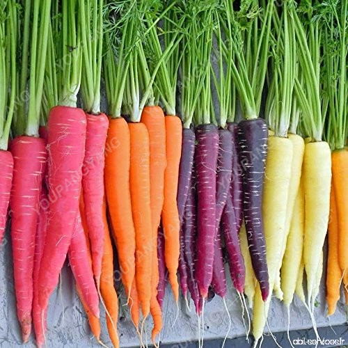 100pcs carotte Semences bio Hygiène de fruits Graines de légumes 25 sortes pour choisir douce et plante sain pour jardin Plantat