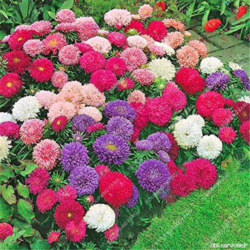 100pcs / sac couvre-sol des graines de chrysanthèmes  plantes graines de fleurs vivaces bonsaïs marguerite chrysanthèmes en pot 