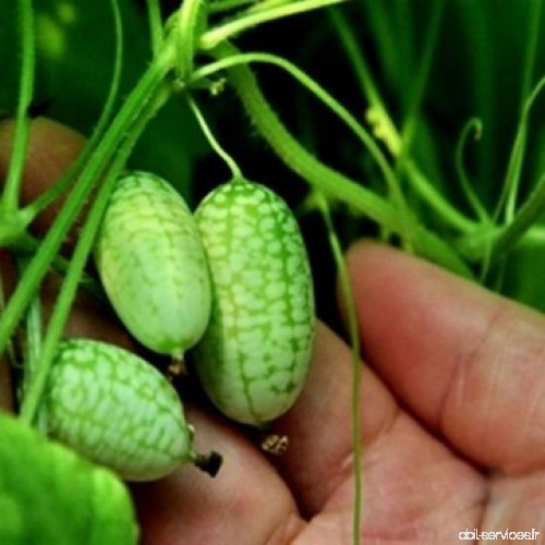 10pcs de Man Friday Super Mini Watermelon Seeds Seeds pouce - B00W1CKZJQ