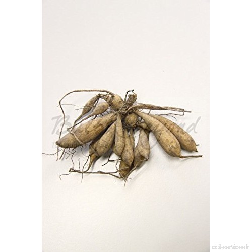 12 Dahlia Géant (XXL) Fleurel - Tubercules de Dahlia - Livraison Gratuite - B00IUSSTEI