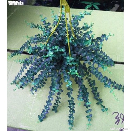 120 pcs / sac Creeper japonais Graines Outdoor Multicolor Escalade Bonsai vigne d'ornement en pot plante facile à cultiver 3 - B