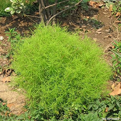 120Seeds / Pack  graines de plantes ornementales Kochia faciles à développer  des plants de balai de kochia graines de pin de pa