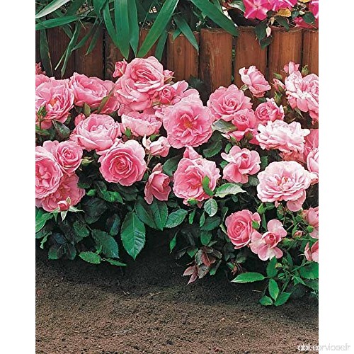 15 Mini-rosiers 'Randilla' roses - B06XPK98FL
