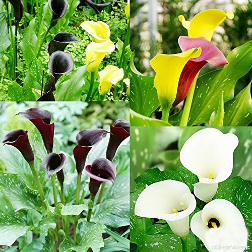 1pcs Calla Ampoules (pas de graines) 13 types Colorful Calla Lily Plantes rares Fleurs en pot Livraison gratuite - B01M18MUPL