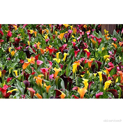 1pcs Calla Ampoules (pas de graines) 13 types Colorful Calla Lily Plantes rares Fleurs en pot Livraison gratuite - B01M18MUPL