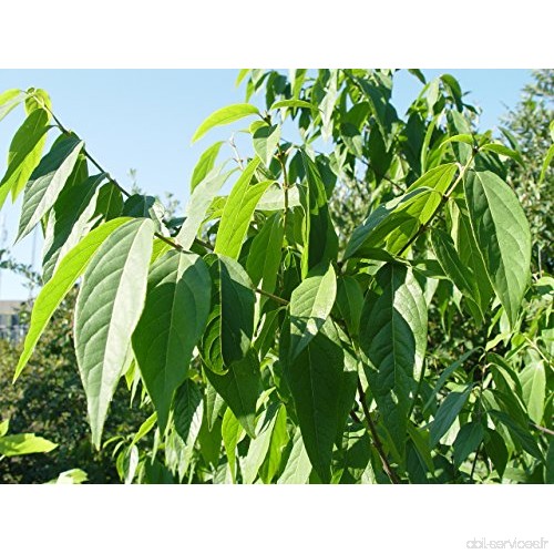 2 x d'hiver Floraison Jardin buissons semis Plante Chimonanthus précoce chinois Wintersweet Parfum d'hiver Floraison buissons (H