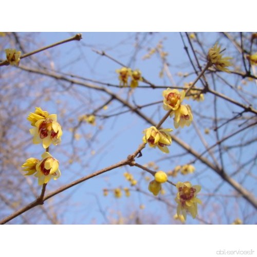 2 x d'hiver Floraison Jardin buissons semis Plante Chimonanthus précoce chinois Wintersweet Parfum d'hiver Floraison buissons (H
