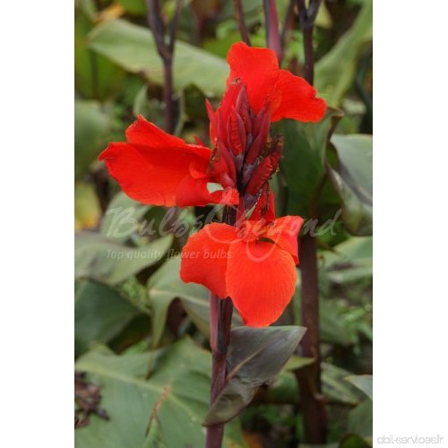 20 Canna Futurity Red - rhizomes de Canna (Balisier) - bulbes dété - Livraison Gratuite - B00IUQC13A
