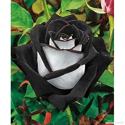 20 graines de rose rosier couleur noire et blanche RARE envoi sous 48h - B018FU5PVA