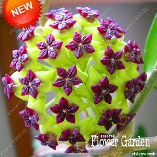 20 pcs/bag hoya seeds hoya plant ball orchid seeds rare bonsai flower seeds Natural growth pot for home garden planting 10 - B06
