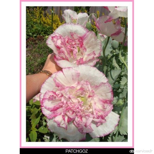 200 graines Seed PAVOT FLEMISH ANTIQUE fleur genre Coquelicot - B01F3PV1IQ