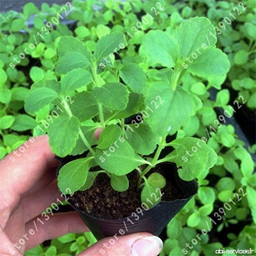 200 nouveaux Graines Stevia  Stevia Herbes Graines vert herbe  Stevia rebaudiana Semillas pour Garden Plantation chinois graines