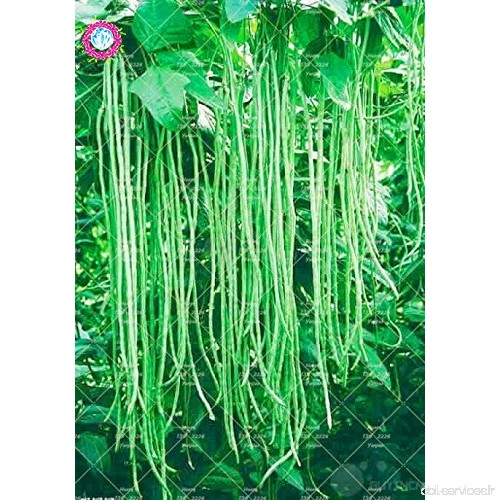 20PCS chinois long haricots Vigna unguiculata Graines Longues-pods Niébé Serpent Bean Graines de légumes bio pour la plantation 