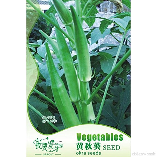 25 graines / paquet  non-ogm comestibles des semences saines médecine chinoise Okra  Vegetable Seed  Abelmoschus esculentus Terr