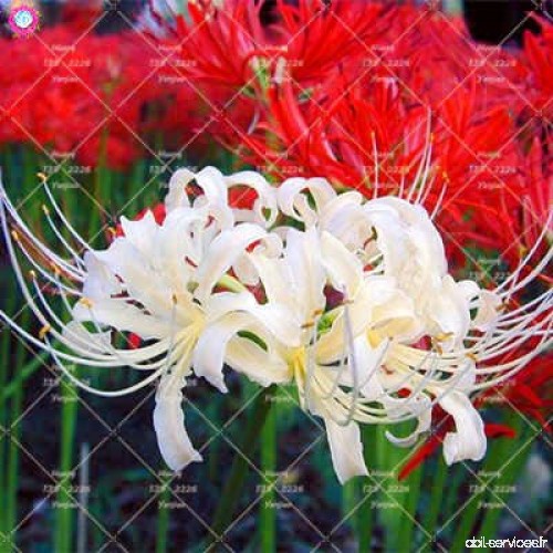 2PCS vrai Lycoris Radiata Ampoules Bana Ampoules (pas de graines) Fleurs en pot Ampoule d'intérieur Bonsai usine pour jardin 9 -