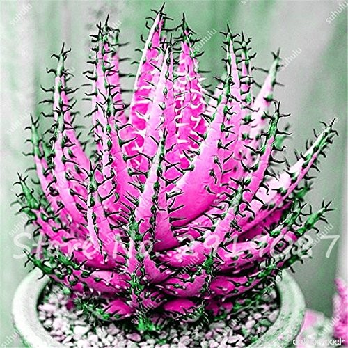 30 Pcs Aloe Graines rares Couleur Plantes Succulentes Mini jardin Plantation  fruits comestibles Beauté Vegeable Graine Cactus R