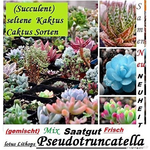 30x Succulentes Rare Cactus Graines Plantes 2016 Recolte/cueillette 100% Rendement Mix mixte Neuf 2016 Plant neuf 2016 Recolte/C