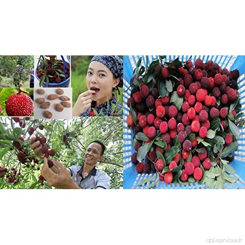 3x Myrica rubra Chinois fraises waxberry frais fruits GRAINES JARDIN ARBRE #402 - B07657MH7D