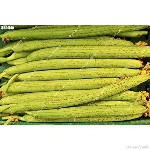 40 pcs / sac exotique serviette Gourd Graines d'extérieur bio long Luffa cylindrica éponge Bonsai Plante en pot facile à cultive