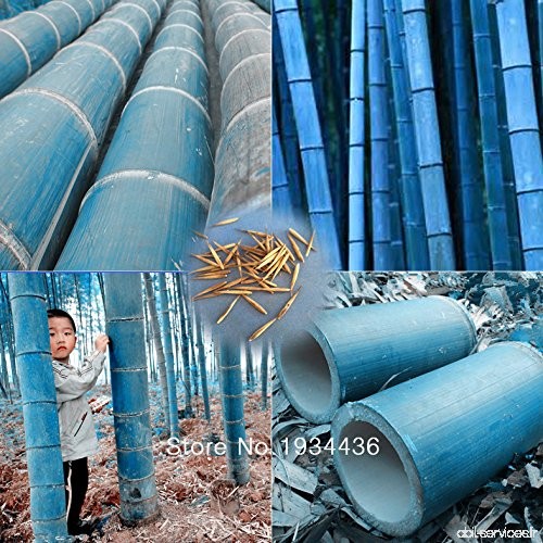40 pcs / sac rares graines de bambou bleu  jardin décoratif  plante planteur bambu graines d'arbres pour le jardin de la maison 
