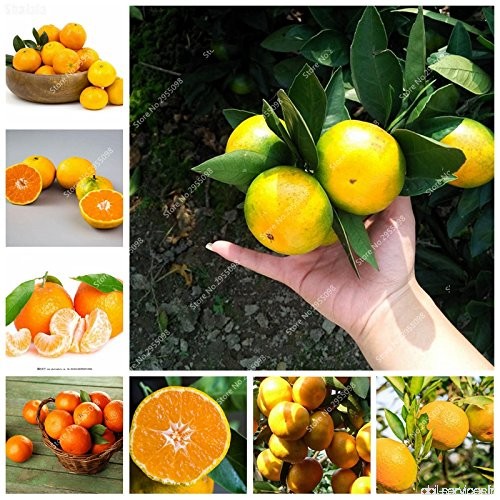 40pcs / sac mandarine Importé Graines Bonsai Sweet Orange Plante en pot Succulent agrumes Jardin Planta Facile à cultiver - B077