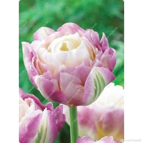 5 Vrai Tulip Ampoules  (pas Tulip Seeds)  Bulbes à fleurs Tulipes  Rhizome extérieure bricolage usine  Bonsai Pot pour jardin - 