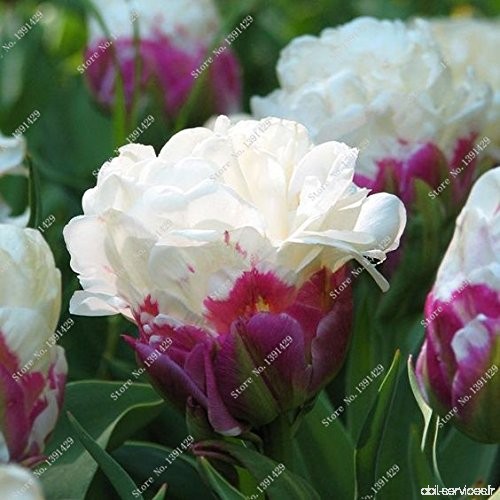 5 Vrai Tulip Ampoules  (pas Tulip Seeds)  Bulbes à fleurs Tulipes  Rhizome extérieure bricolage usine  Bonsai Pot pour jardin - 