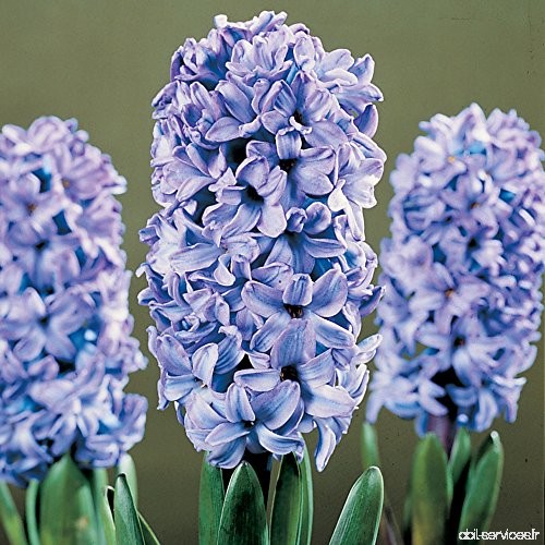 5 x Jacinthe -Hyacinthus Orientalis- 'Delft Blue'- Bulbe Vivace- Floraison Précoce à la Maison - B01M03NMGY