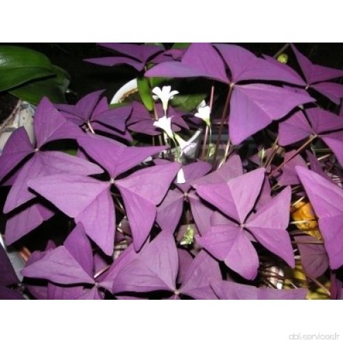 5 x Oxalis triangularis Purpurea Fleurs Taille Ampoules. Disponible maintenant. - B00EXGVZYC