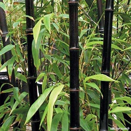 50 graines de bambou rares graines de Bambu de bambou Moso noir géant paquet professionnel graines d'arbres Bambusa Lako pour le