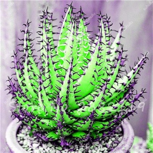 50 Pcs coloré Rare Cactus Aloe Graine  Exotique Floraison Mixte Cacti  Bureau Mini Succulent Plant Fruit comestible Beauté vegea