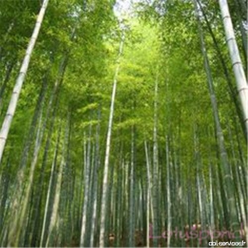 50 pcs Jardin Evergreen Arbor Moso Bamboo graines Courtyard arbre maison pérenne - B0765BFFBZ