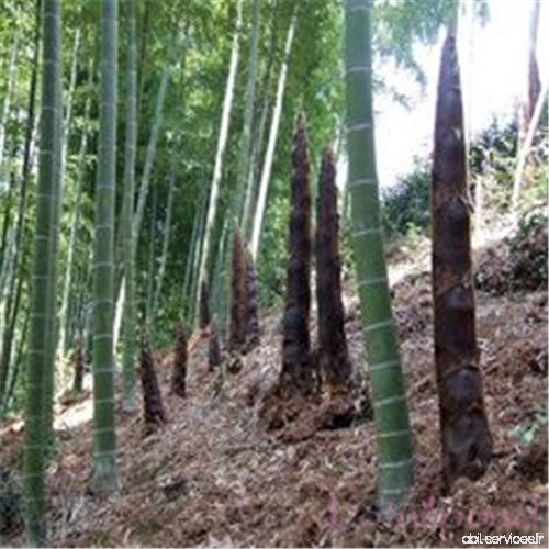 50 pcs Jardin Evergreen Arbor Moso Bamboo graines Courtyard arbre maison pérenne - B0765BFFBZ
