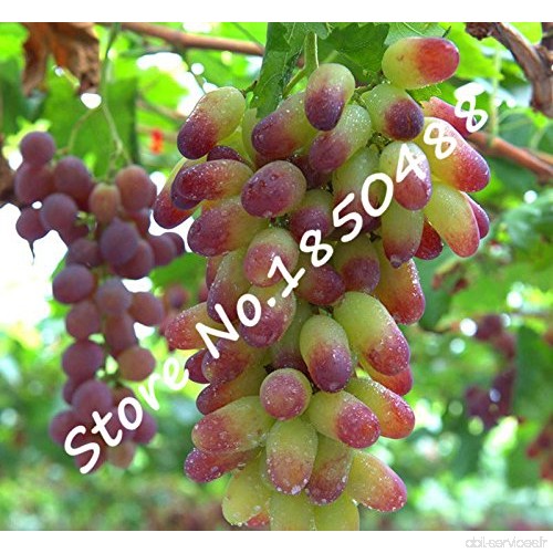 50pcs/bag or semences orteil de raisin  Courtyard plantes plus  chère de la fruits  graines de fruits Rare pour la maison bricol