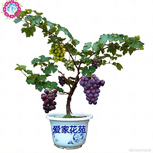 50pcs pépins de raisin miniatures graines de fruits de vigne Bonsai Seedsn plantes succulentes aliments sucrés plante facile à c