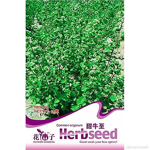 50pcs vente chaude Seeds Origanum communs  Herb Seeds  Edible Herb  Perennial Plant Garden DIY - B01LWXFDKJ