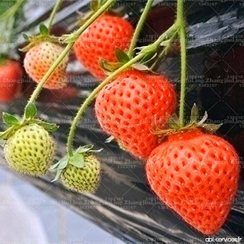 600pcs graines de fraises à la crème blanche alimentaire originale Balcon Bonsai usine de pot vegateble et fruits pour jardin - 